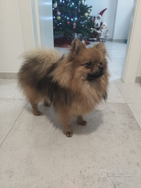 Spitz Tedesco Pomerania