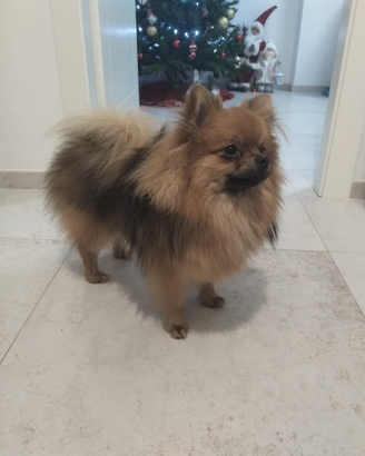 Spitz Tedesco Pomerania