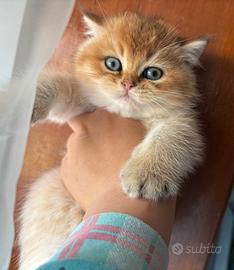Cuccioli british golden con pedigree