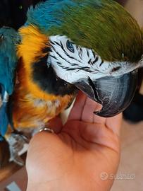 Ara Ararauna Leggere BENE