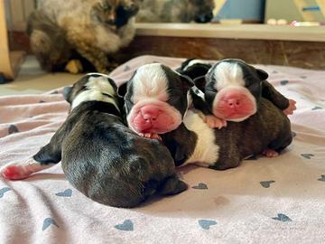 Boston Terrier Cuccioli