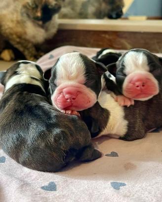 Boston Terrier Cuccioli