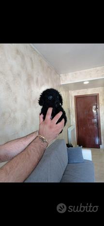 Cucciolo maltipoo toy nero
 in vendita a Napoli
