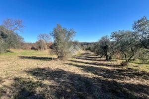TER. AGRICOLO A MONTEFIASCONE