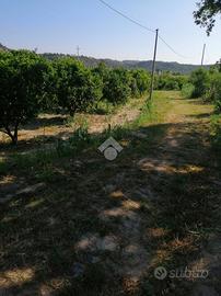 TER. AGRICOLO A SQUILLACE
