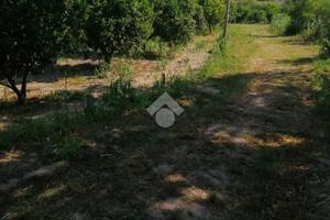 TER. AGRICOLO A SQUILLACE
