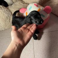 Cuccioli di Doxiepoo