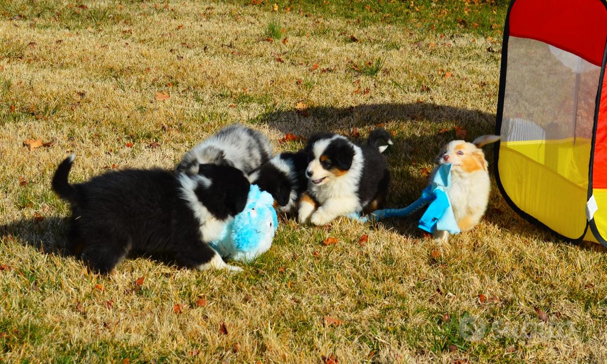 Abbeveratoio automatico in acciaio inox per cani - Animali In vendita a  Perugia