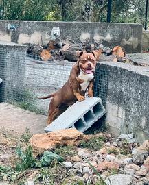 American bully