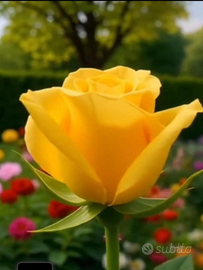 Collaboratrice domestca