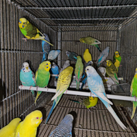 Pappagalli cocorite varie mutazioni