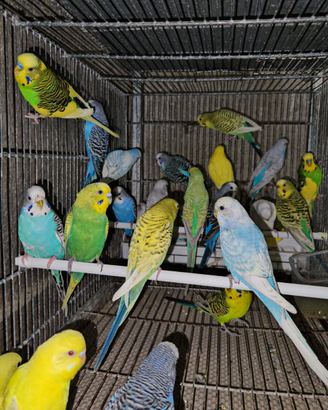 Pappagalli cocorite varie mutazioni