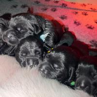 Cuccioli di labrador Retriever