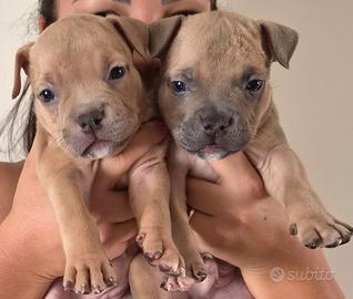 American bully pocket