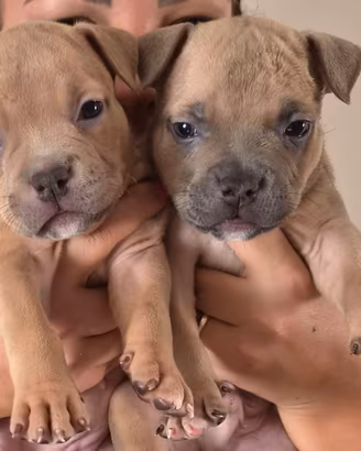 American bully pocket