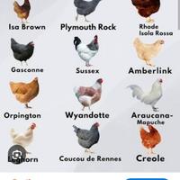 Galline ovaiole ornamentali