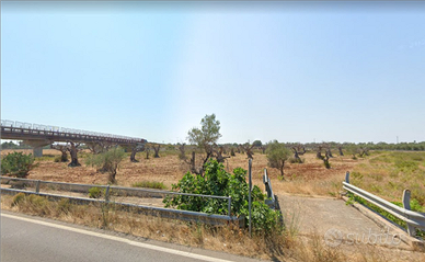 Terreno agricolo con olivi