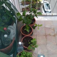  piante di limone sono piccoline
