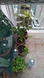  piante di limone sono piccoline