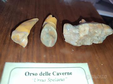 DENTI DI ORSO DELLE CAVERNE-Ursus Spelaeus