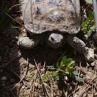 Testudo horfieldii