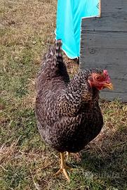 Gallina per cova. Nana