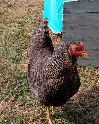 Gallina per cova. Nana