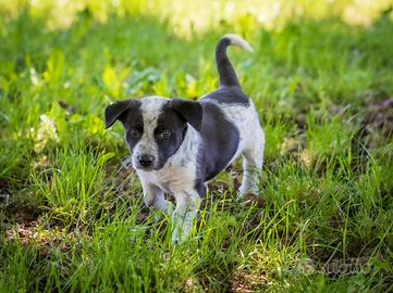 Cuccioli Jack Russell mix