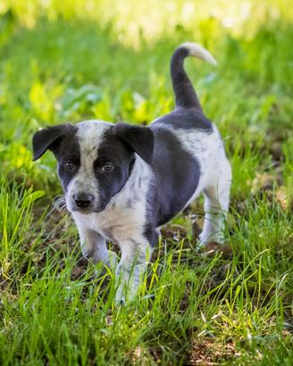 Cuccioli Jack Russell mix