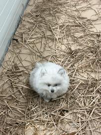 Spitz pomeriana pupazzo