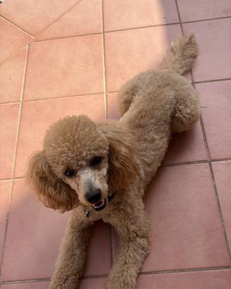 Barboncino nano
