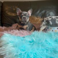 Cuccioli di bulldog francese Lilac