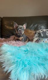 Cuccioli di bulldog francese Lilac