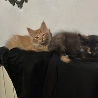 Norvegese delle foreste