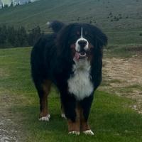 Maschio Bovaro del Bernese disponibile per monta