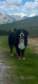 Maschio Bovaro del Bernese disponibile per monta