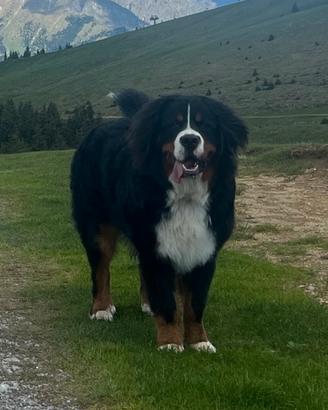 Maschio Bovaro del Bernese disponibile per monta