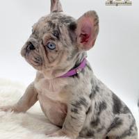 Sublime principessina bulldog francese Lilac merle
