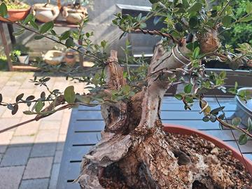 bonsai Olivastro