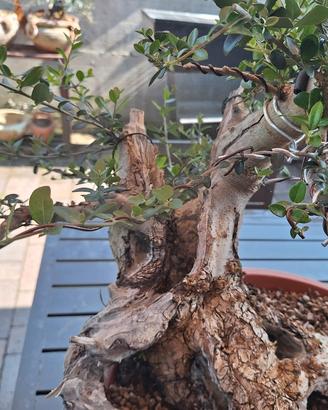 bonsai Olivastro