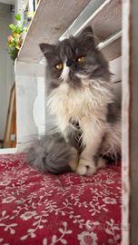 cucciola persiana ipertipica femminuccia