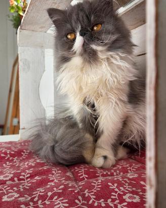 cucciola persiana ipertipica femminuccia