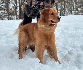 Golden retriver americano femmina per monta