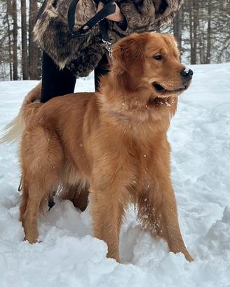 Golden retriver americano femmina per monta