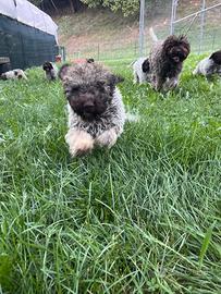 Cuccioli lagotto romagnolo