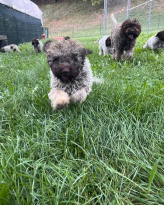 Cuccioli lagotto romagnolo