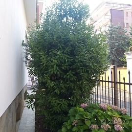 tre piante 