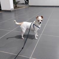 Cane chihuahua