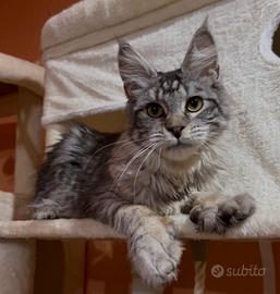 Maine coon cuccioli
