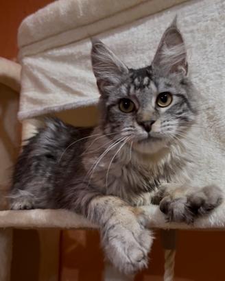 Maine coon cuccioli